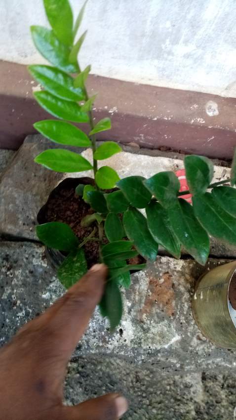 ZAMIA ZZ - 0 - Plants and Trees  on Aster Vender