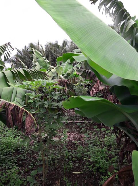 38 perches residential land for sale in Bel Air - 2 - Land  on Aster Vender