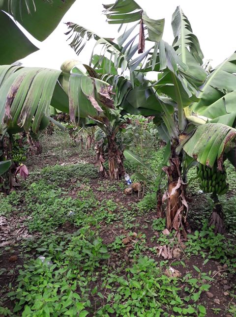 38 perches residential land for sale in Bel Air - 1 - Land  on Aster Vender