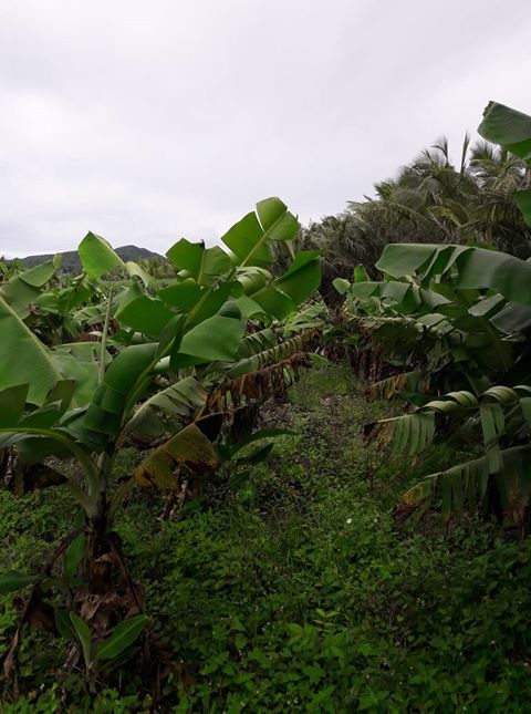 38 perches residential land for sale in Bel Air - 3 - Land  on Aster Vender