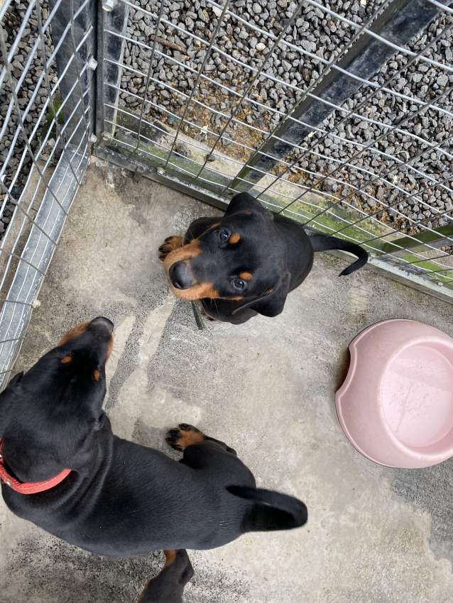 Doberman - 1 - Dogs  on Aster Vender