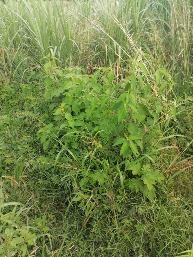 Agriculture land - 3 - Land  on Aster Vender