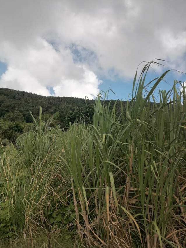 Agriculture land - 1 - Land  on Aster Vender