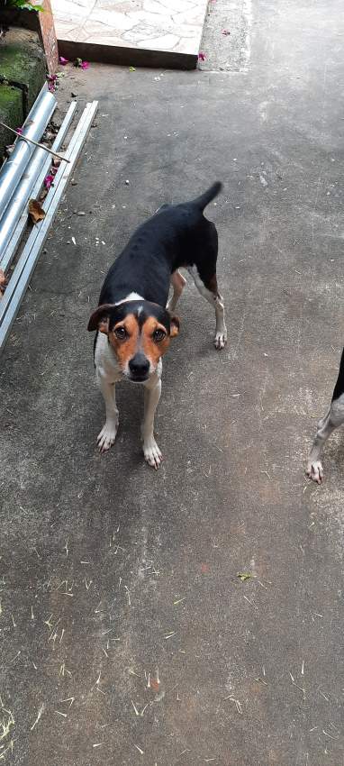 Fox Terrier on Aster Vender