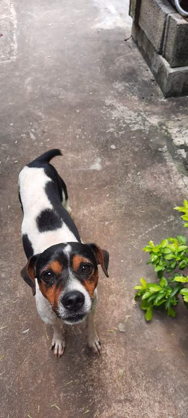 Fox Terrier - 1 - Dogs  on Aster Vender