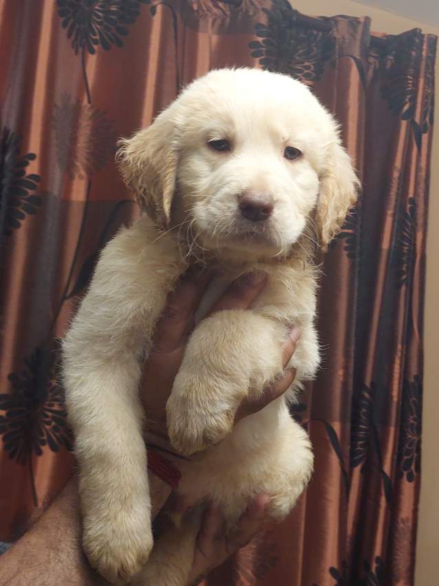 Pure golden retriever 2 months old already vaccinated and dewormed on Aster Vender