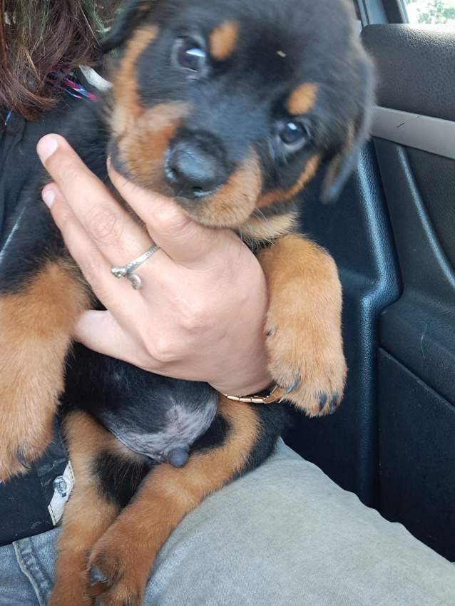 Rotweiller puppies - 1 - Dogs  on Aster Vender