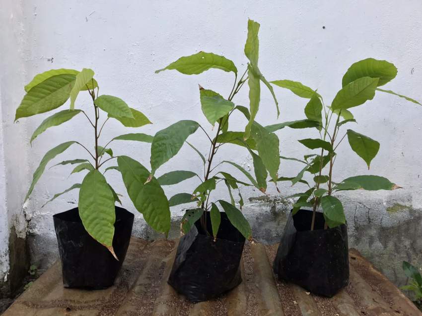 Cacao Plant - 1 - Plants and Trees  on Aster Vender