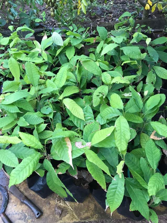 Cacao Plant - 3 - Plants and Trees  on Aster Vender
