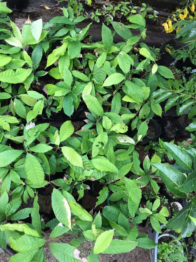 Cacao Plant - 4 - Plants and Trees  on Aster Vender