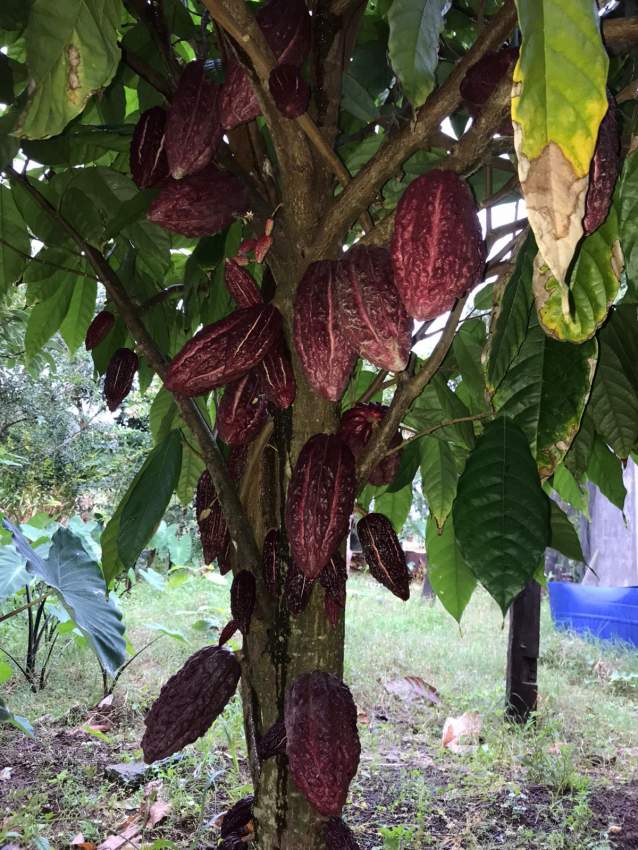 Cacao Plant - 2 - Plants and Trees  on Aster Vender