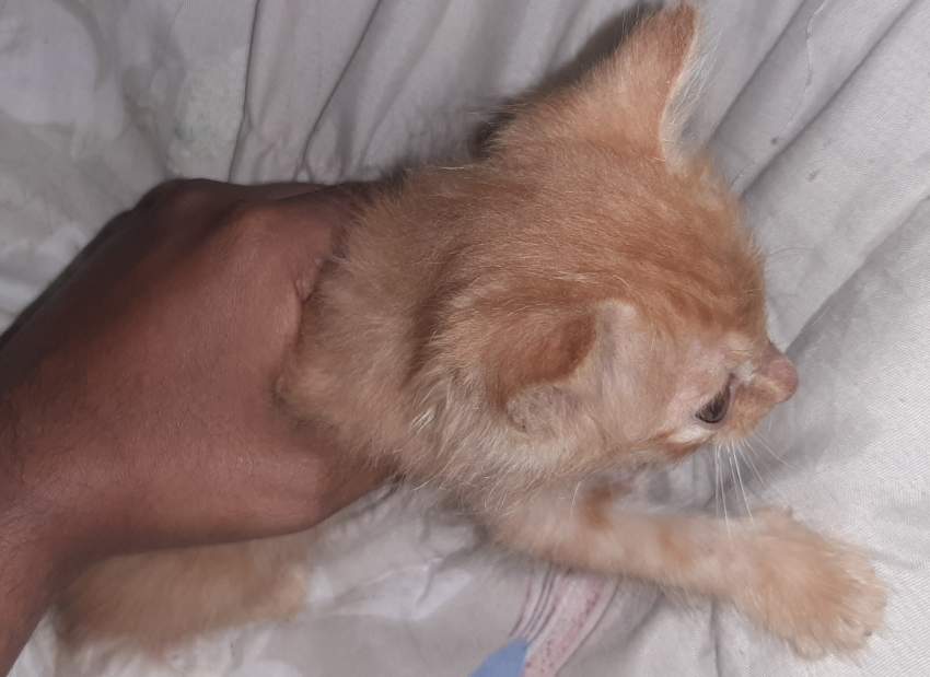 Fluffy cat on Aster Vender