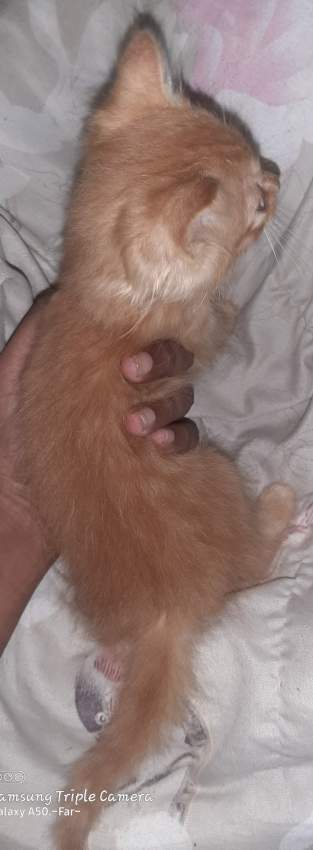 Fluffy cat - 1 - Cats  on Aster Vender