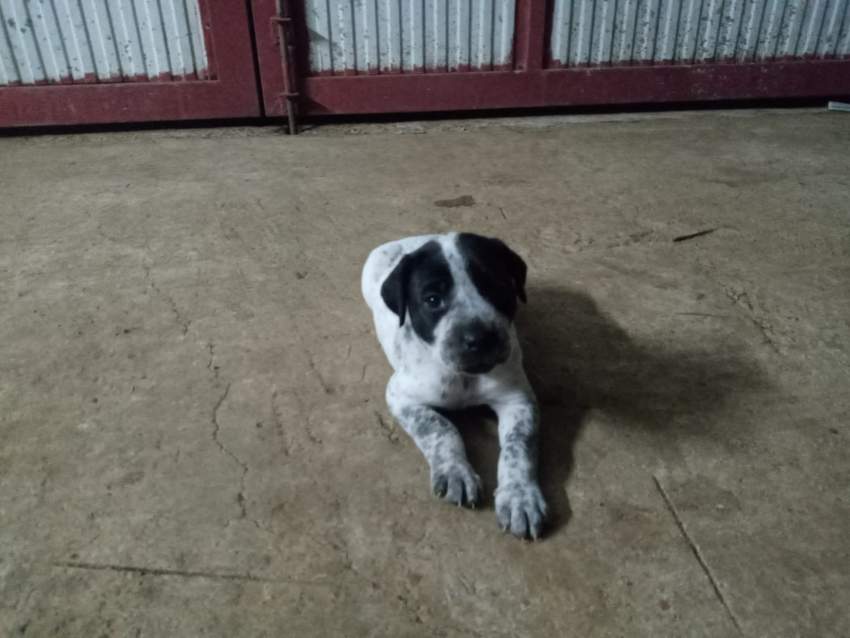 DANE CORSO PUPPIES  FOR SALE - DUE TO DEPARTURE - 1 - Dogs  on Aster Vender