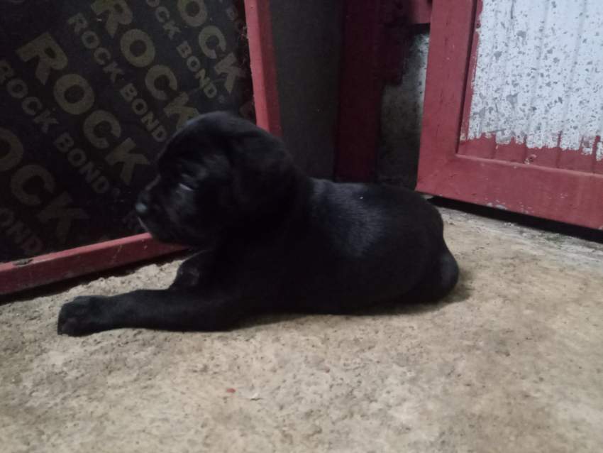 DANE CORSO PUPPIES  FOR SALE - DUE TO DEPARTURE - 2 - Dogs  on Aster Vender