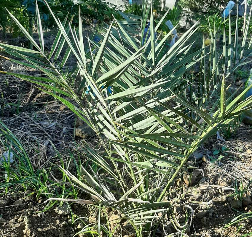 Dattier Tunisie - 1 - Plants and Trees  on Aster Vender