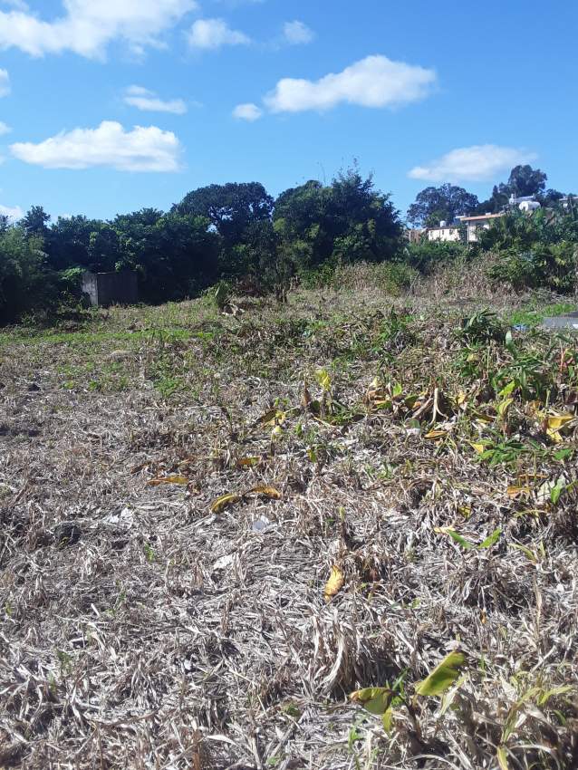 50 PERCHES IN CUREPIPIE on Aster Vender