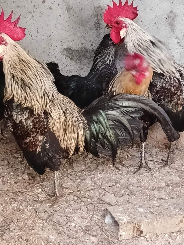 Coq et poule noir - 1 - Birds  on Aster Vender