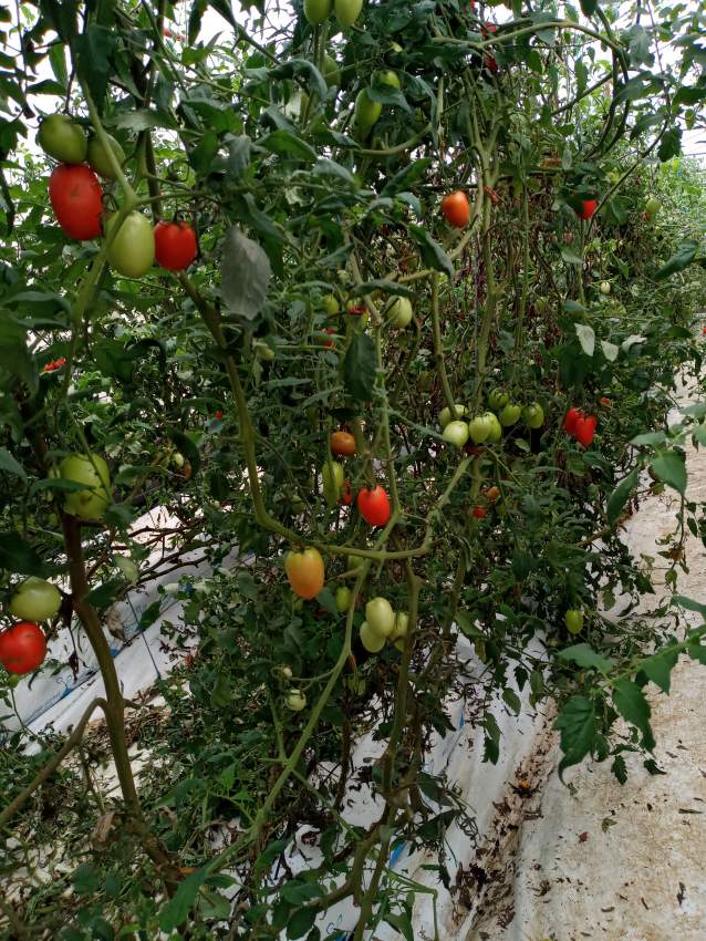 Greenhouse (La serre) for rent in the south - 4 - Land  on Aster Vender