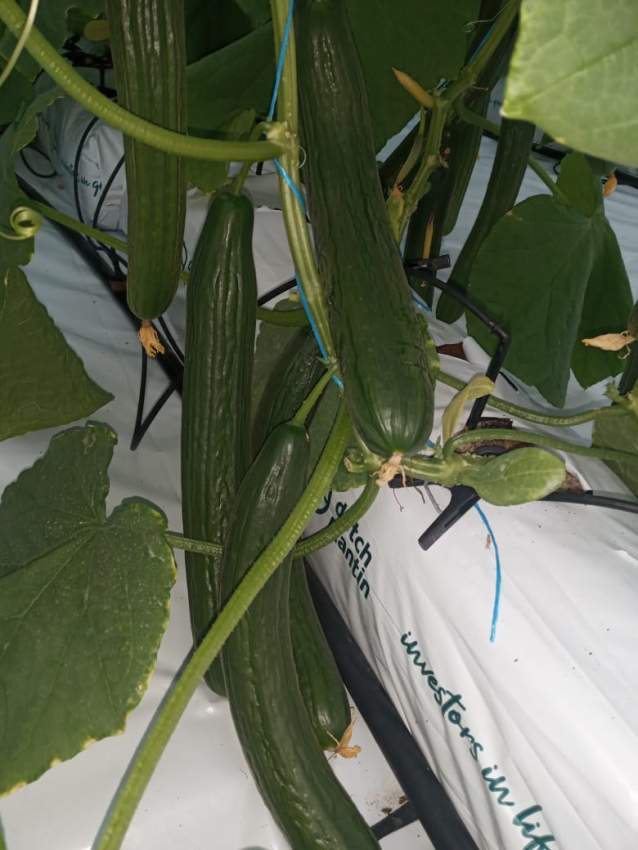 Greenhouse (La serre) for rent in the south - 2 - Land  on Aster Vender