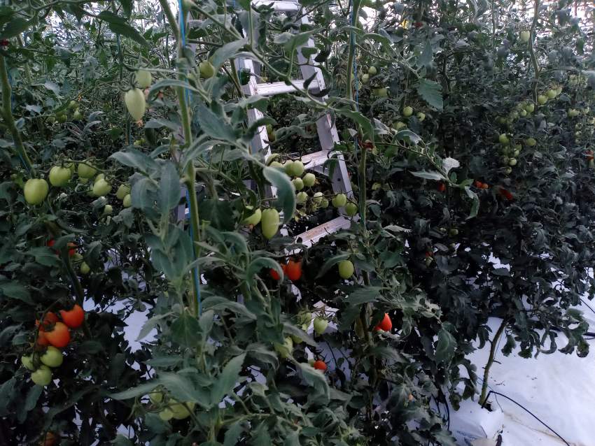 Greenhouse (La serre) for rent in the south - 3 - Land  on Aster Vender