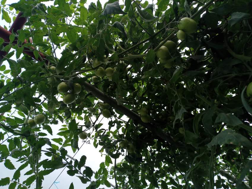 Greenhouse (La serre) for rent in the south - 5 - Land  on Aster Vender