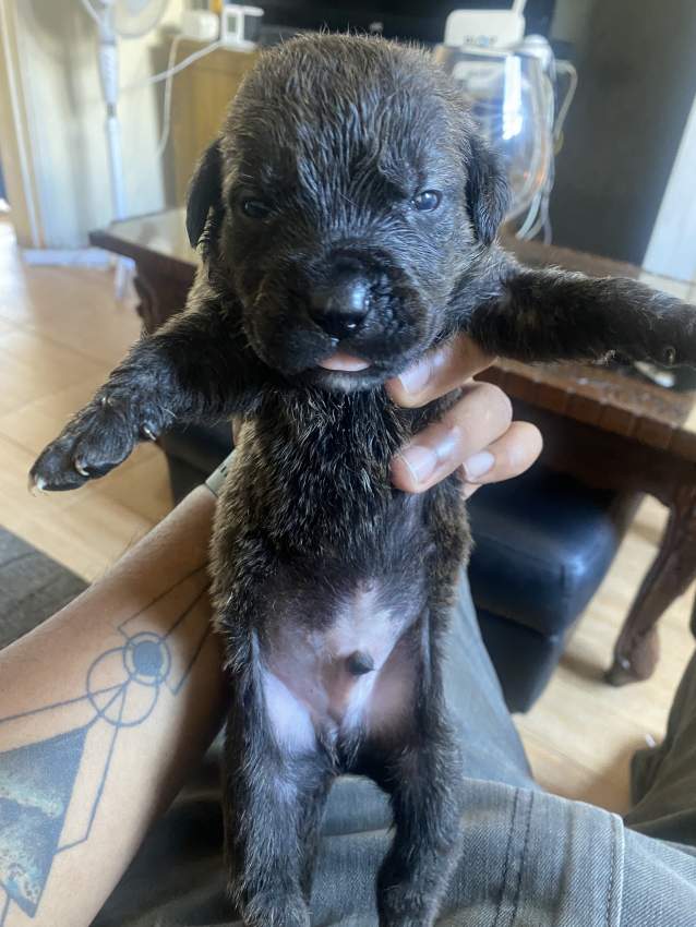 Cane Corso x Rottweiller puppies - 1 - Other Animals  on Aster Vender