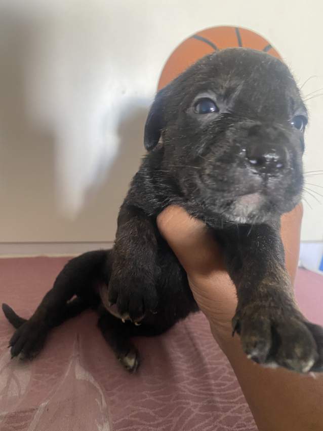 Cane Corso x Rottweiller puppies on Aster Vender