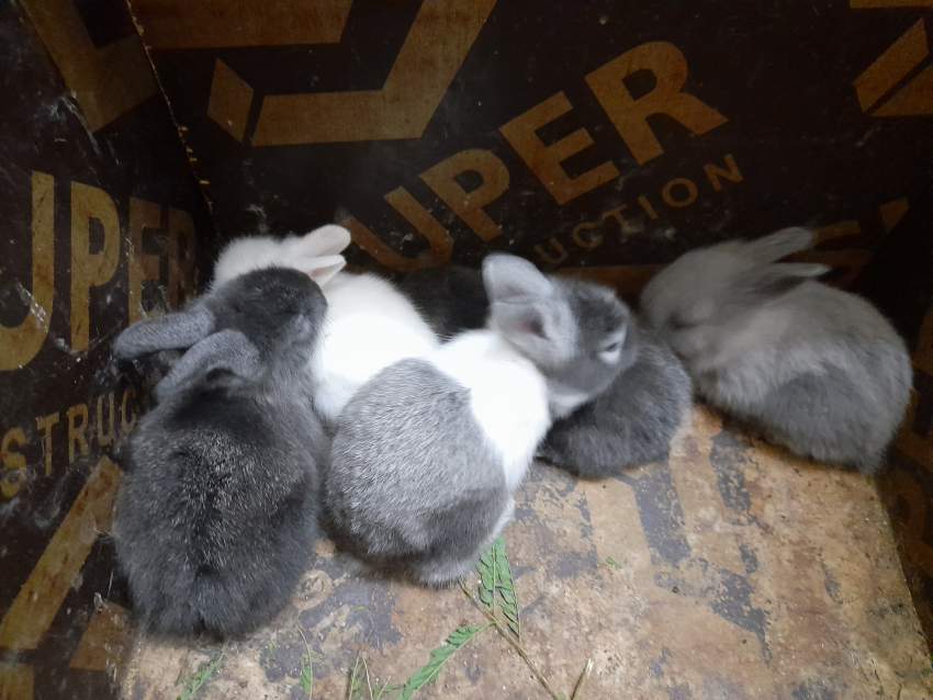 Lapins a vendre  on Aster Vender