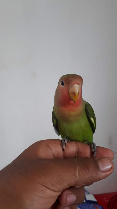 Lovebird on Aster Vender