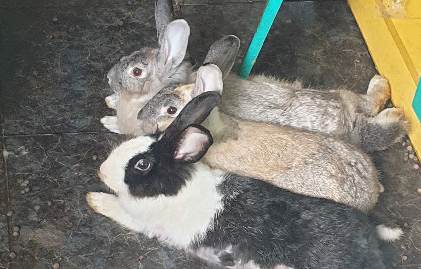 2 female adult rabbit for free  on Aster Vender