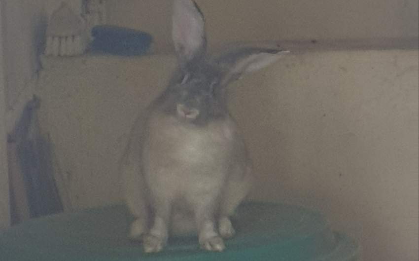 2 female adult rabbit for free