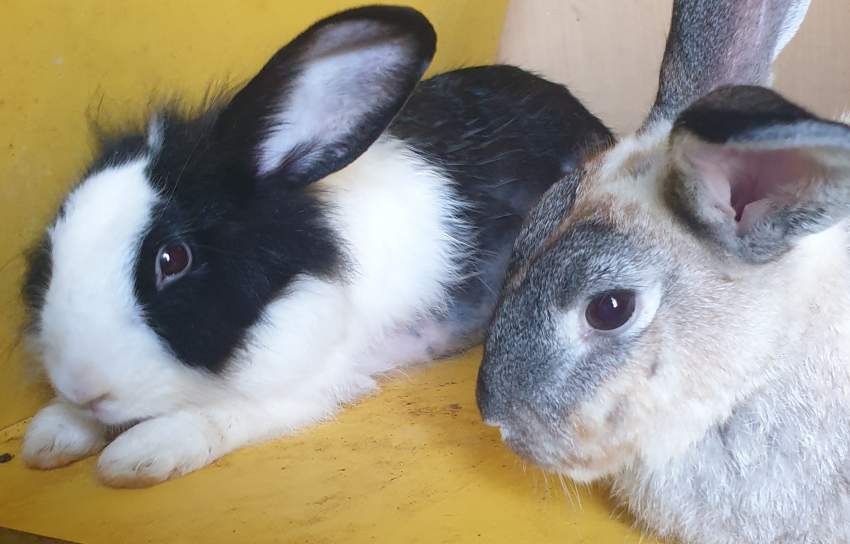 2 female adult rabbit for free - 2 - Rabbit  on Aster Vender