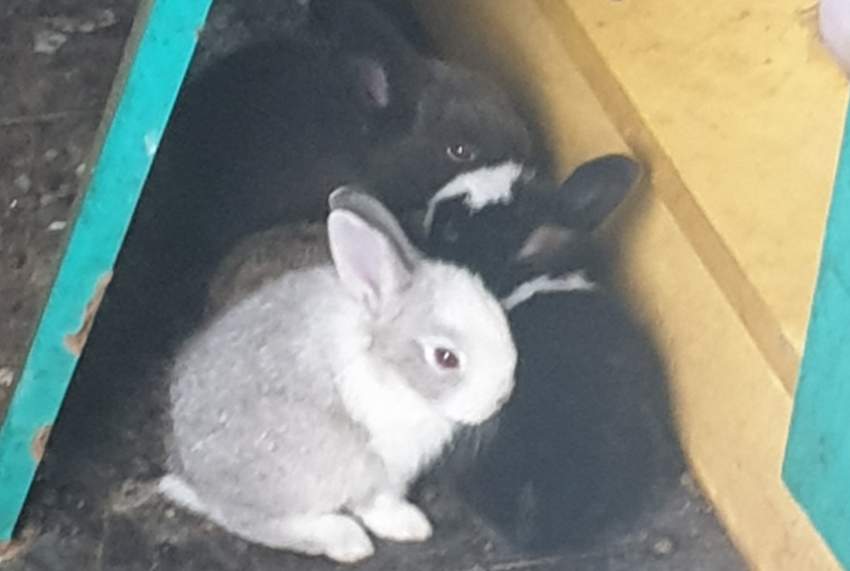 6 baby rabbits  on Aster Vender