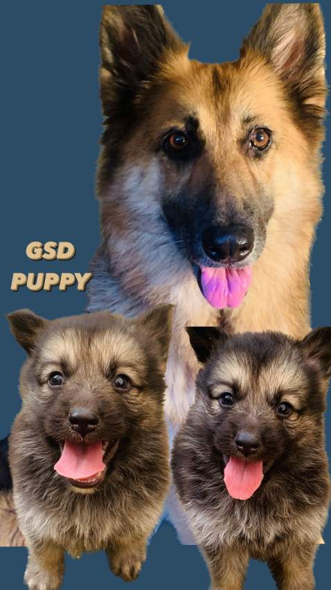 Berger Allemand on Aster Vender