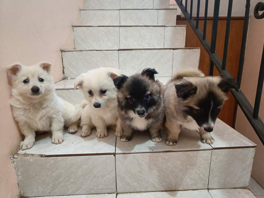 Baby German Spitz - 1 - Dogs  on Aster Vender