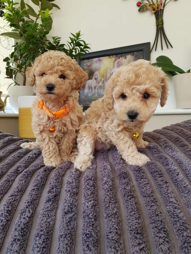 Maltipoo puppies - 0 - Dogs  on Aster Vender
