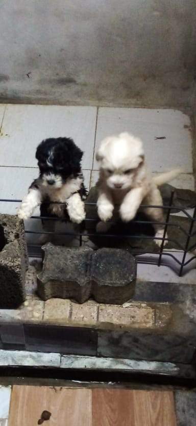 Griffon nain on Aster Vender