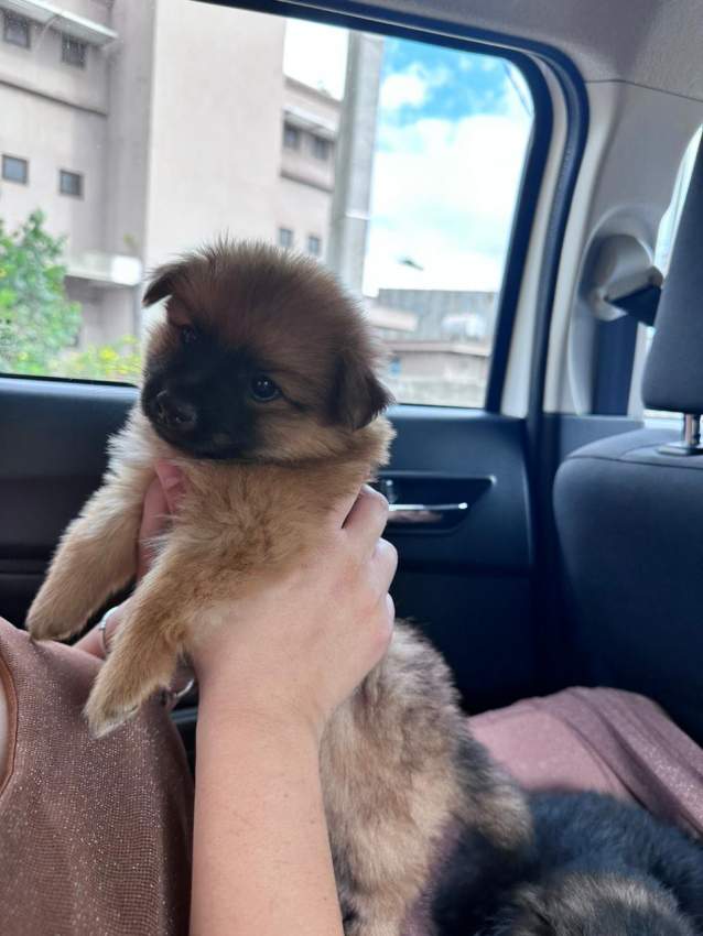 German spitz dog - 3 - Dogs  on Aster Vender