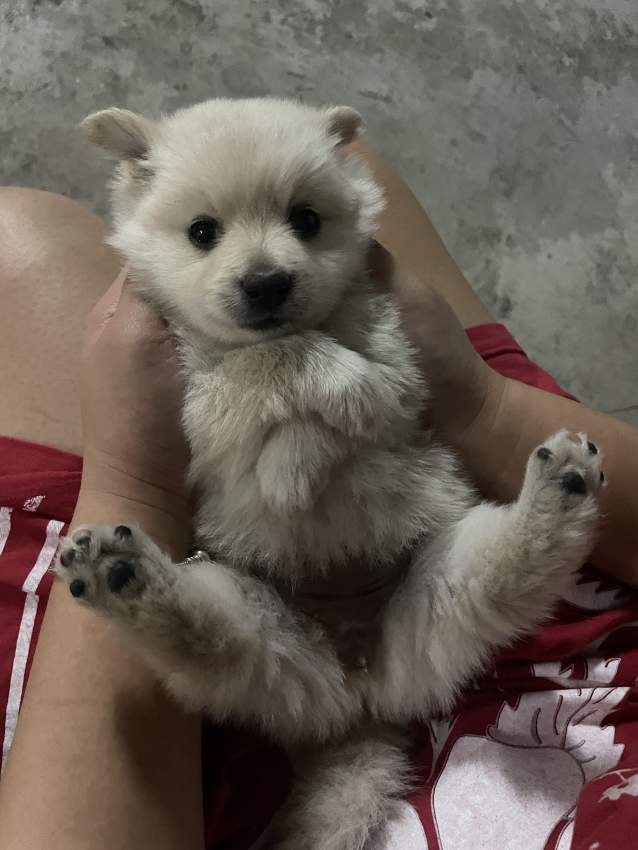 German spitz dog - 1 - Dogs  on Aster Vender