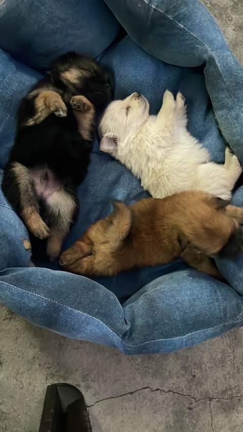 German spitz dog - 2 - Dogs  on Aster Vender