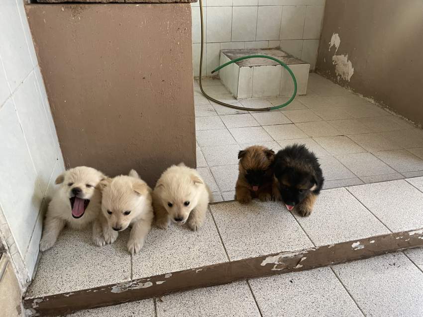 German spitz dog on Aster Vender