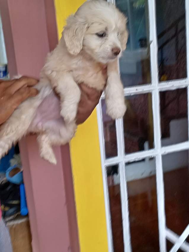 Griffon - 2 - Dogs  on Aster Vender