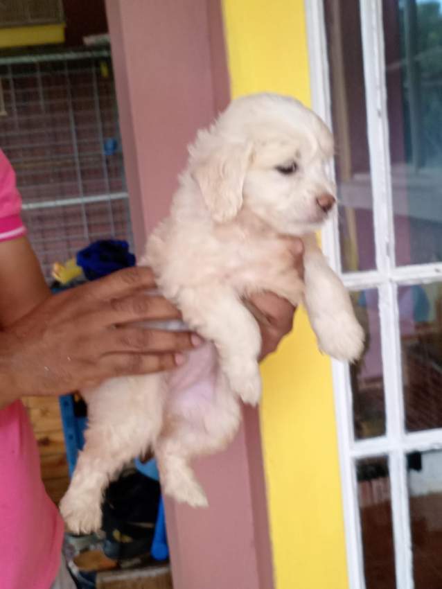 Griffon - 3 - Dogs  on Aster Vender