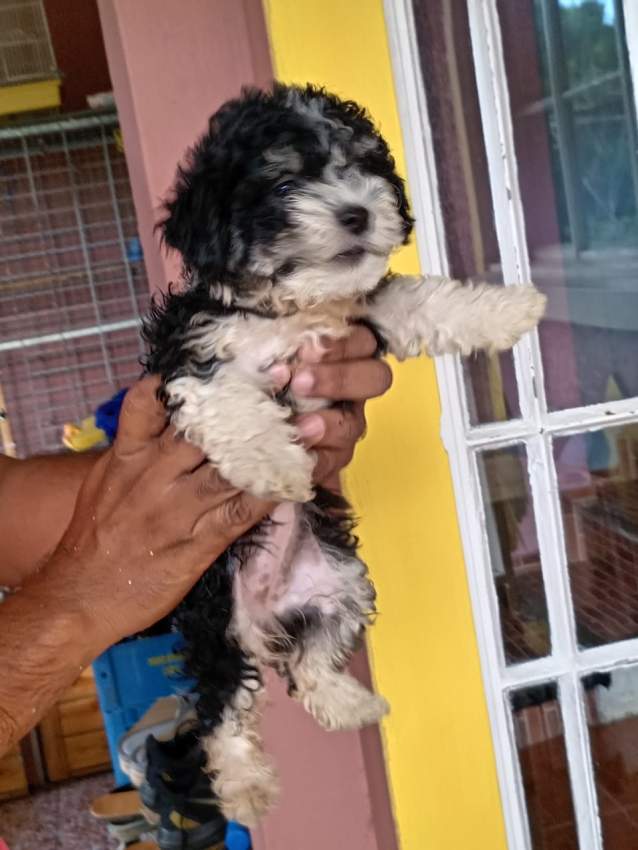 Griffon - 1 - Dogs  on Aster Vender