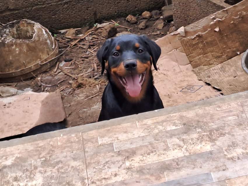 Rotweiller puppies - 1 - Dogs  on Aster Vender