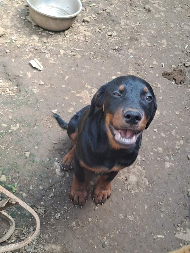 Rotweiller puppies - 0 - Dogs  on Aster Vender