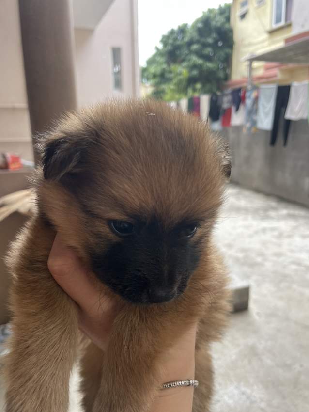 German Spitz - 4 - Dogs  on Aster Vender