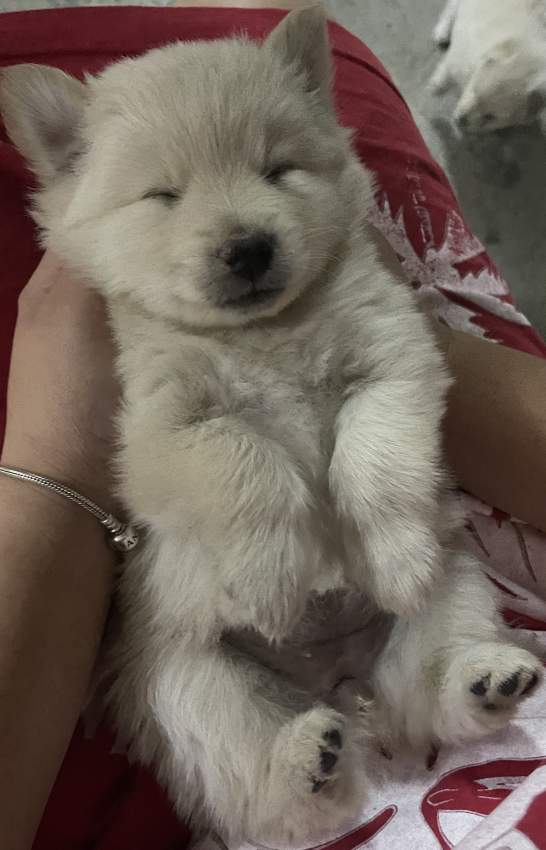 German Spitz - 2 - Dogs  on Aster Vender