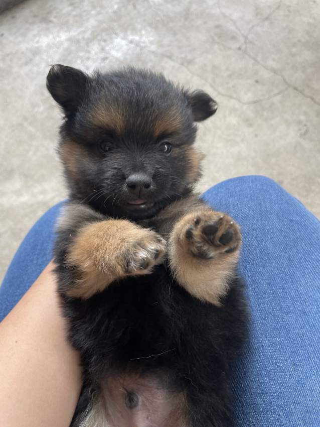 German Spitz - 3 - Dogs  on Aster Vender